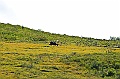 Alaska Wildlife-33